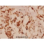 Anti-Histone H2B (K5) Antibody from Bioworld Technology (BS1657) - Antibodies.com