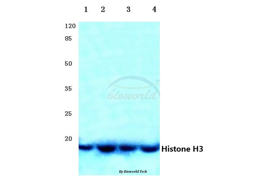 Anti-Histone H3 (R2) Antibody from Bioworld Technology (BS1660) - Antibodies.com