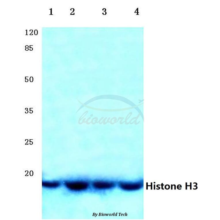 Anti-Histone H3 (R2) Antibody from Bioworld Technology (BS1660) - Antibodies.com