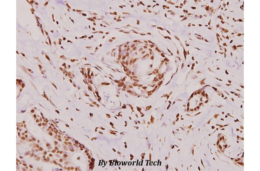 Anti-Histone H3 (R2) Antibody from Bioworld Technology (BS1660) - Antibodies.com