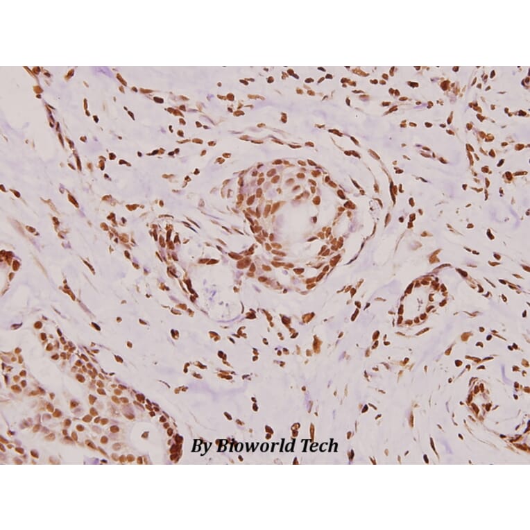 Anti-Histone H3 (R2) Antibody from Bioworld Technology (BS1660) - Antibodies.com