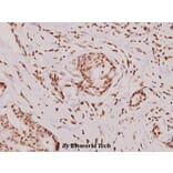 Anti-Histone H3 (R2) Antibody from Bioworld Technology (BS1660) - Antibodies.com