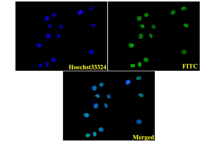 Anti-Histone H3 (R2) Antibody from Bioworld Technology (BS1660) - Antibodies.com