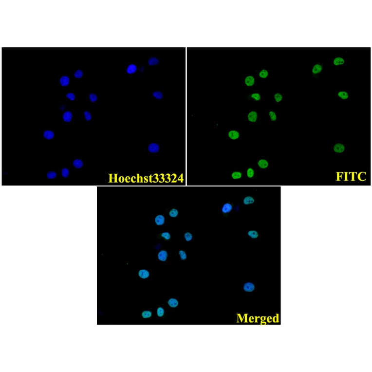 Anti-Histone H3 (R2) Antibody from Bioworld Technology (BS1660) - Antibodies.com