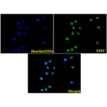 Anti-Histone H3 (R2) Antibody from Bioworld Technology (BS1660) - Antibodies.com