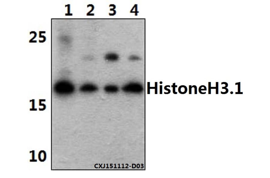 Anti-Histone H3 (T11) Antibody from Bioworld Technology (BS1661) - Antibodies.com