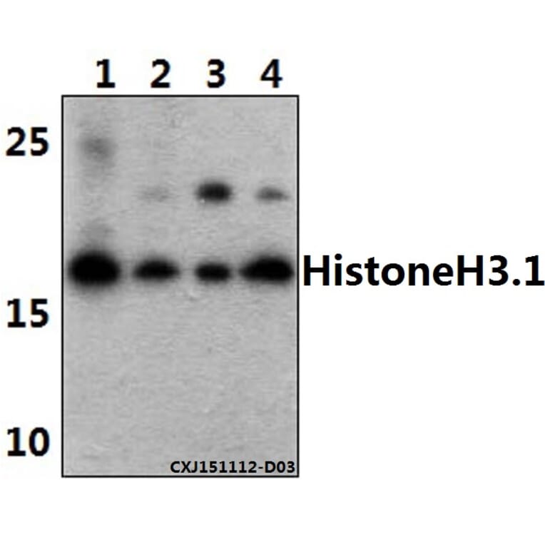 Anti-Histone H3 (T11) Antibody from Bioworld Technology (BS1661) - Antibodies.com