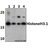 Anti-Histone H3 (T11) Antibody from Bioworld Technology (BS1661) - Antibodies.com
