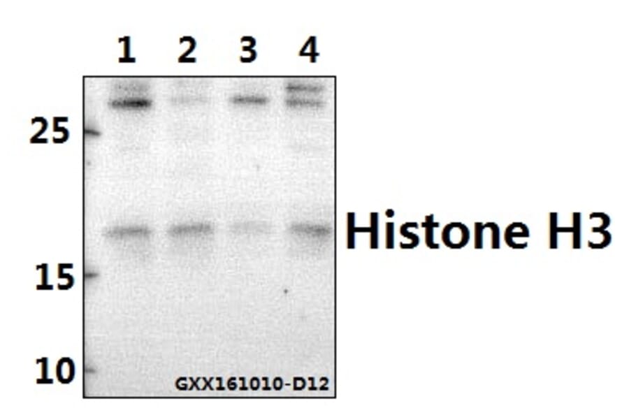 Anti-Histone H3 (T11) Antibody from Bioworld Technology (BS1661) - Antibodies.com