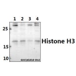 Anti-Histone H3 (T11) Antibody from Bioworld Technology (BS1661) - Antibodies.com