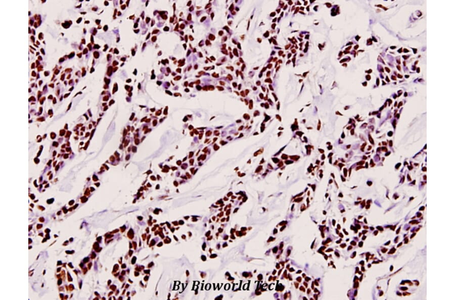 Anti-Histone H3 (T11) Antibody from Bioworld Technology (BS1661) - Antibodies.com