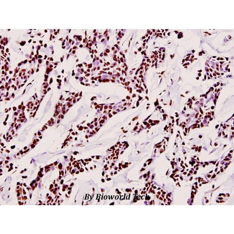 Anti-Histone H3 (T11) Antibody from Bioworld Technology (BS1661) - Antibodies.com