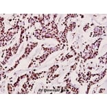Anti-Histone H3 (T11) Antibody from Bioworld Technology (BS1661) - Antibodies.com