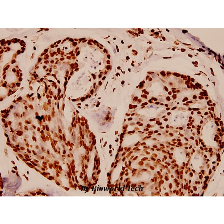 Anti-Histone H4 (K5) Antibody from Bioworld Technology (BS1662) - Antibodies.com