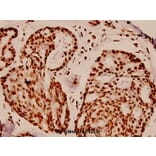 Anti-Histone H4 (K5) Antibody from Bioworld Technology (BS1662) - Antibodies.com