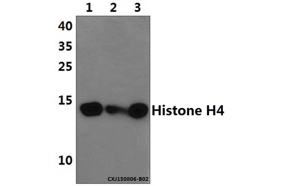 Anti-Histone H4 (S1) Antibody from Bioworld Technology (BS1663) - Antibodies.com