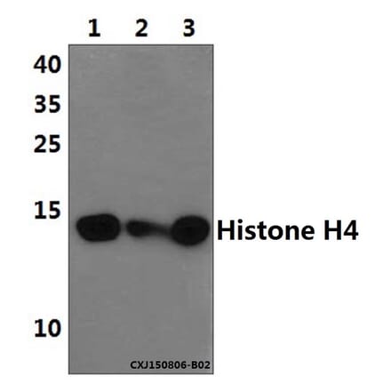 Anti-Histone H4 (S1) Antibody from Bioworld Technology (BS1663) - Antibodies.com