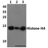 Anti-Histone H4 (S1) Antibody from Bioworld Technology (BS1663) - Antibodies.com
