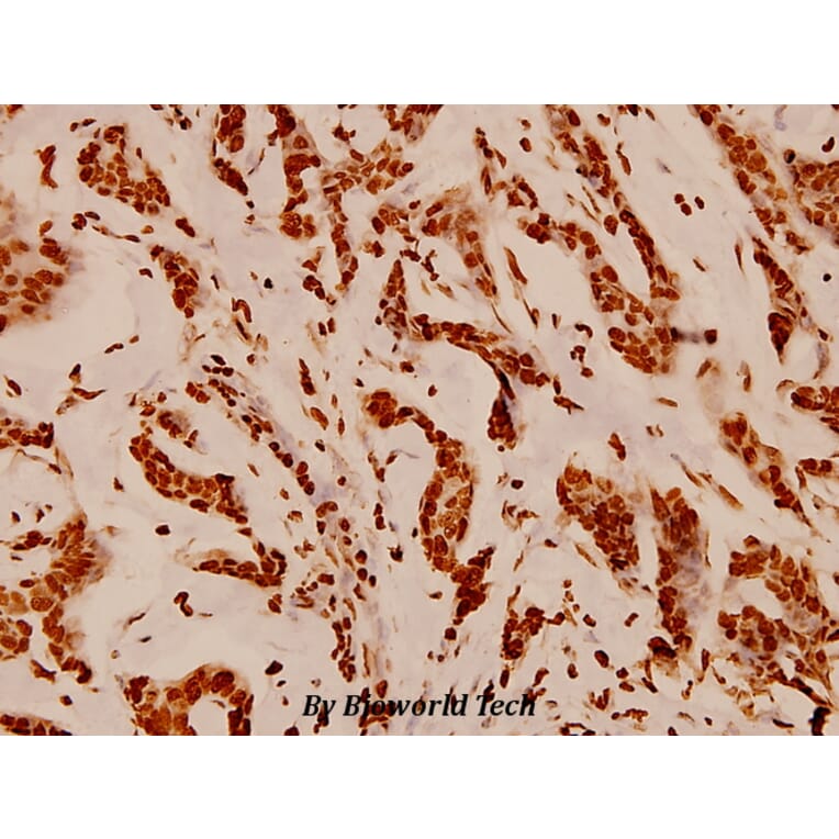 Anti-Histone H4 (S1) Antibody from Bioworld Technology (BS1663) - Antibodies.com