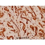 Anti-Histone H4 (S1) Antibody from Bioworld Technology (BS1663) - Antibodies.com