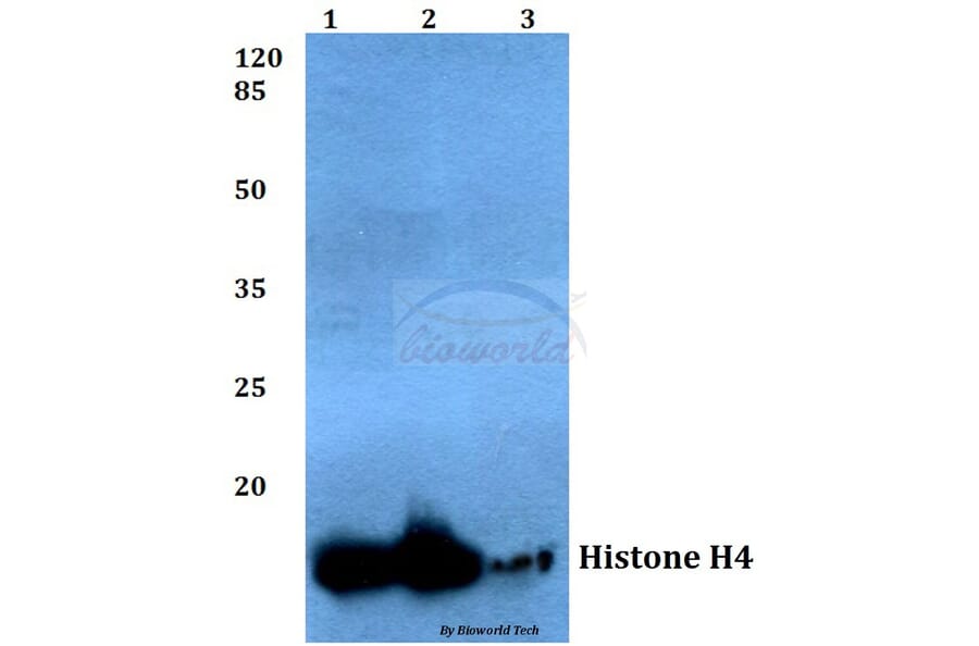 Anti-Histone H4 (V43) Antibody from Bioworld Technology (BS1664) - Antibodies.com