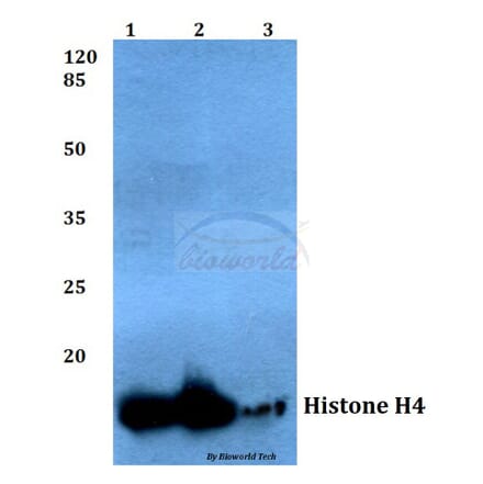 Anti-Histone H4 (V43) Antibody from Bioworld Technology (BS1664) - Antibodies.com