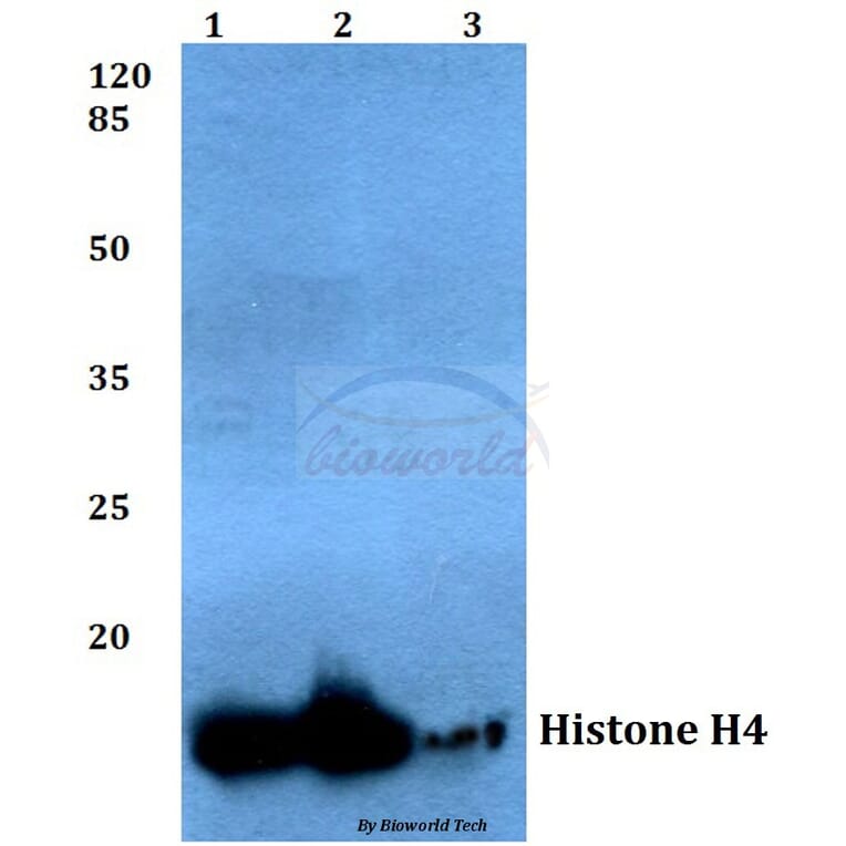 Anti-Histone H4 (V43) Antibody from Bioworld Technology (BS1664) - Antibodies.com