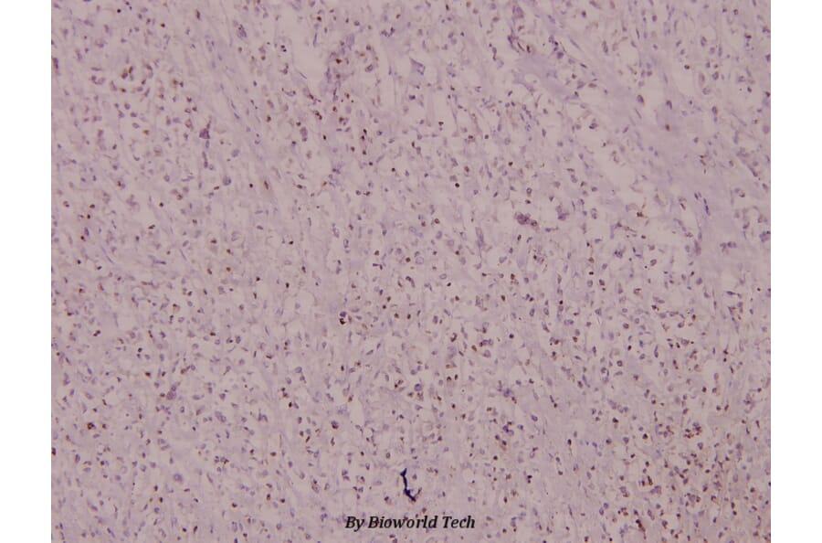 Anti-Histone H4 (V43) Antibody from Bioworld Technology (BS1664) - Antibodies.com