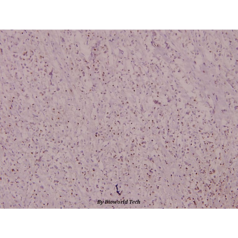 Anti-Histone H4 (V43) Antibody from Bioworld Technology (BS1664) - Antibodies.com