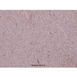 Anti-Histone H4 (V43) Antibody from Bioworld Technology (BS1664) - Antibodies.com