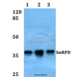 Anti-hnRPD (H79) Antibody from Bioworld Technology (BS1665) - Antibodies.com