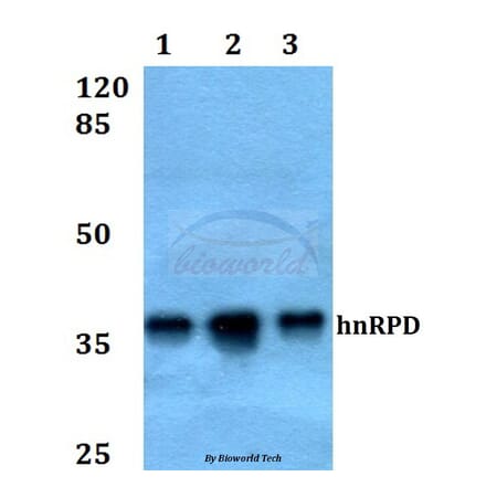 Anti-hnRPD (H79) Antibody from Bioworld Technology (BS1665) - Antibodies.com