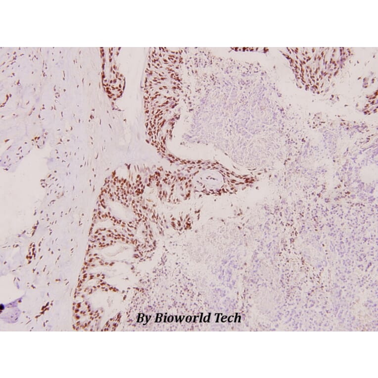 Anti-hnRPD (H79) Antibody from Bioworld Technology (BS1665) - Antibodies.com
