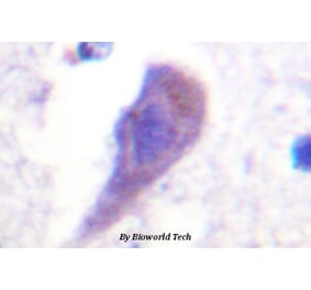 Anti-Hrs (L330) Antibody from Bioworld Technology (BS1666) - Antibodies.com
