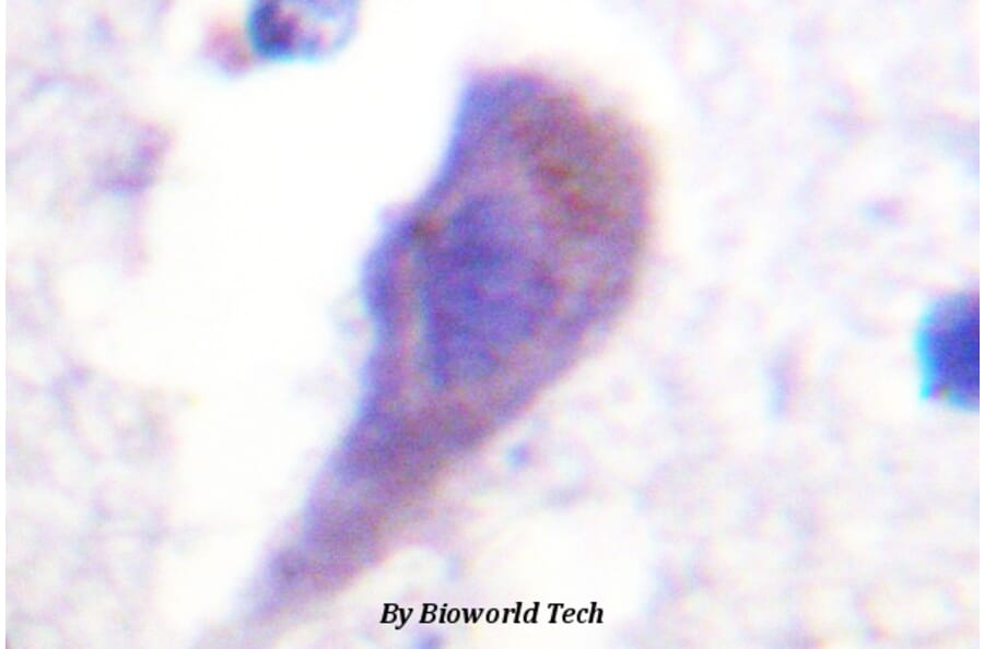 Anti-Hrs (L330) Antibody from Bioworld Technology (BS1666) - Antibodies.com