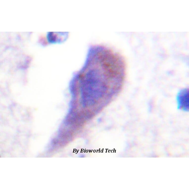 Anti-Hrs (L330) Antibody from Bioworld Technology (BS1666) - Antibodies.com