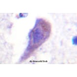 Anti-Hrs (L330) Antibody from Bioworld Technology (BS1666) - Antibodies.com