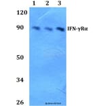 Anti-IFN-γRα (G456) Antibody from Bioworld Technology (BS1667) - Antibodies.com