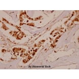Anti-IFN-γRα (G456) Antibody from Bioworld Technology (BS1667) - Antibodies.com