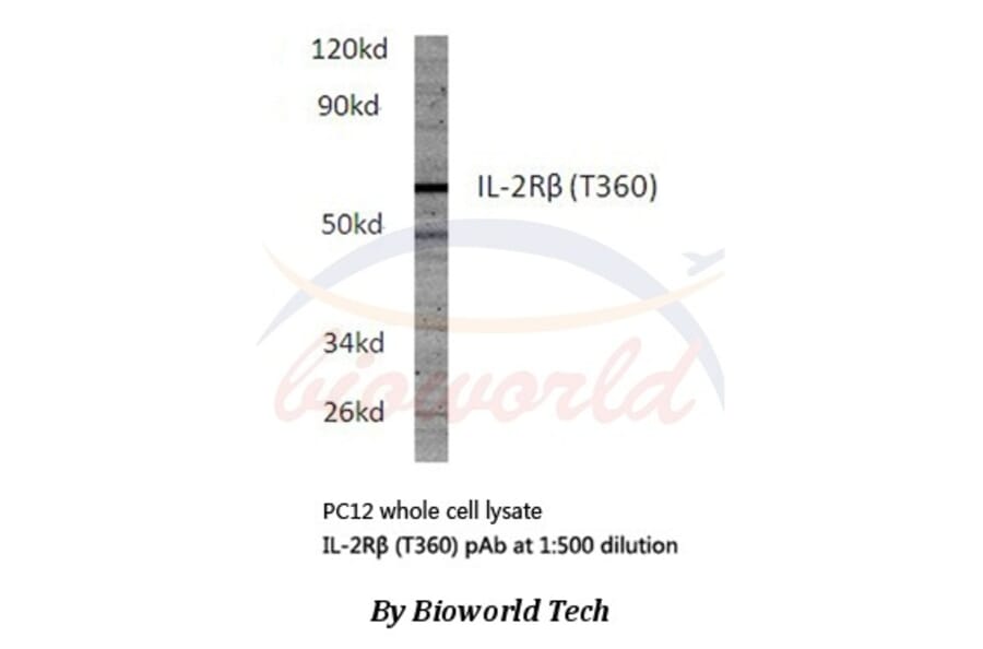 Anti-IL-2Rβ (T360) Antibody from Bioworld Technology (BS1668) - Antibodies.com