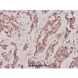 Anti-IL-2Rβ (T360) Antibody from Bioworld Technology (BS1668) - Antibodies.com