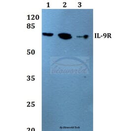 Anti-IL-9R (L514) Antibody from Bioworld Technology (BS1669) - Antibodies.com