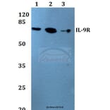 Anti-IL-9R (L514) Antibody from Bioworld Technology (BS1669) - Antibodies.com