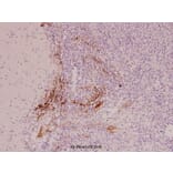 Anti-IL-9R (L514) Antibody from Bioworld Technology (BS1669) - Antibodies.com