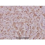 Anti-IRP-1 (R134) Antibody from Bioworld Technology (BS1670) - Antibodies.com