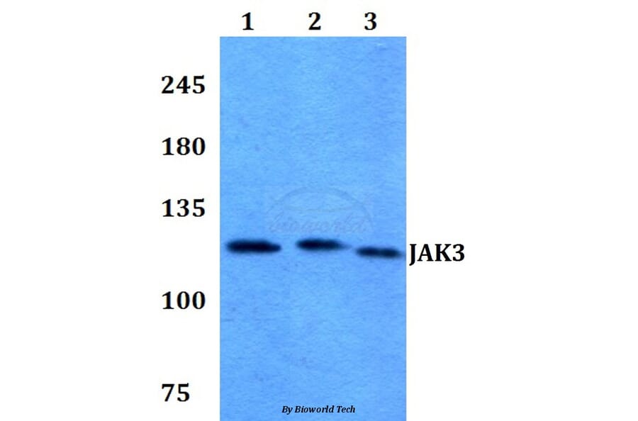 Anti-JAK3 (I781) Antibody from Bioworld Technology (BS1671) - Antibodies.com
