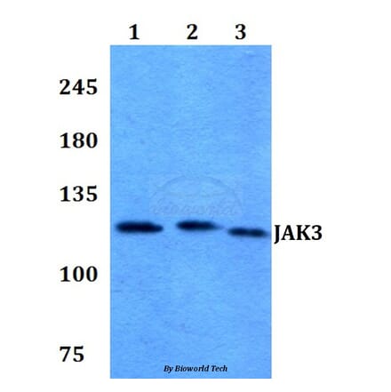 Anti-JAK3 (I781) Antibody from Bioworld Technology (BS1671) - Antibodies.com