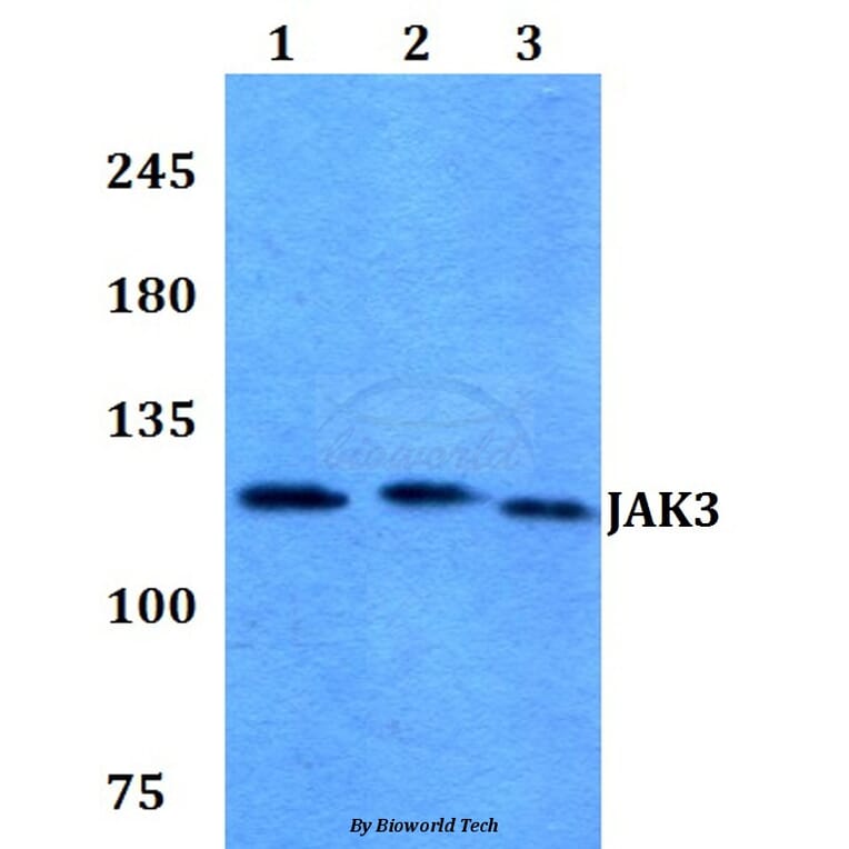 Anti-JAK3 (I781) Antibody from Bioworld Technology (BS1671) - Antibodies.com
