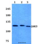 Anti-JAK3 (I781) Antibody from Bioworld Technology (BS1671) - Antibodies.com