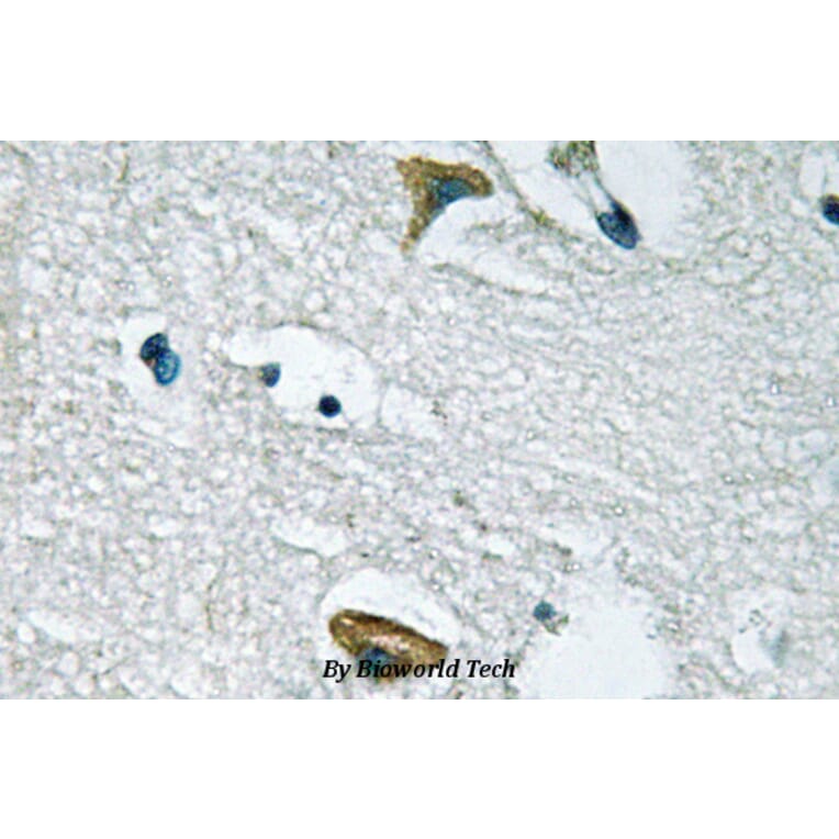 Anti-JAK3 (I781) Antibody from Bioworld Technology (BS1671) - Antibodies.com